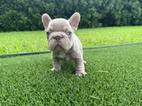 Sully , a male French Bulldog for sale in West Palm Beach, FL – 2 of 3