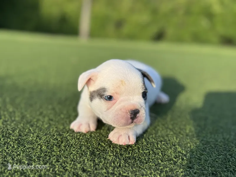 Goose – French Bulldog puppy for sale in West Palm Beach, FL