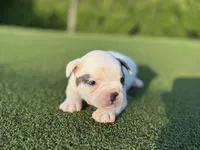 Goose, a male French Bulldog for sale in West Palm Beach, FL – 1 of 5