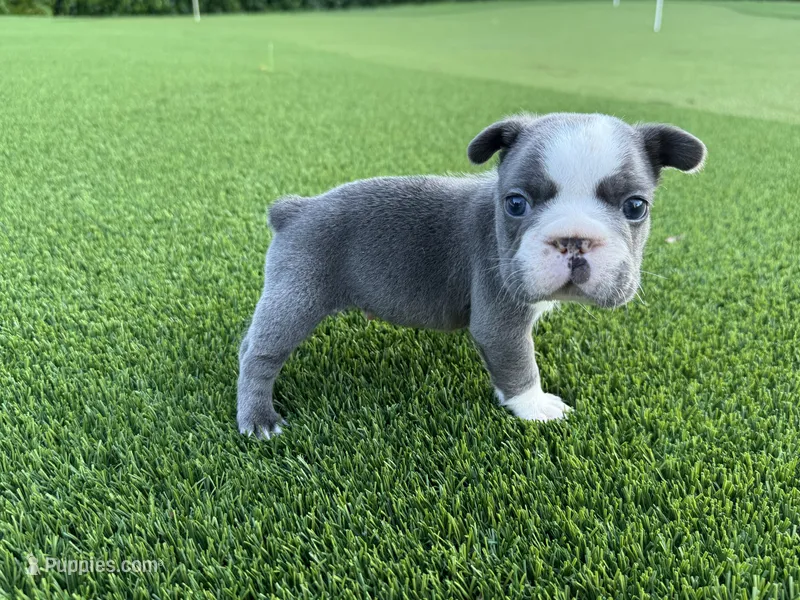 Saul – French Bulldog puppy for sale in West Palm Beach, FL