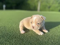 Ginny, a female French Bulldog for sale in West Palm Beach, FL – 2 of 2