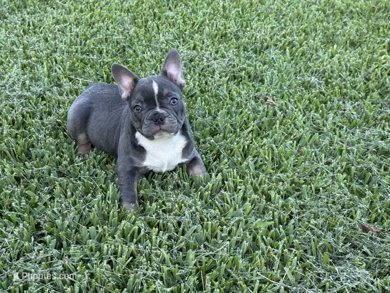 jewel – French Bulldog puppy for sale in West Palm Beach, FL