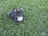 jewel, a female French Bulldog for sale in West Palm Beach, FL – 1 of 4