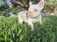 Sawyer, a male French Bulldog for sale in West Palm Beach, FL – 2 of 3