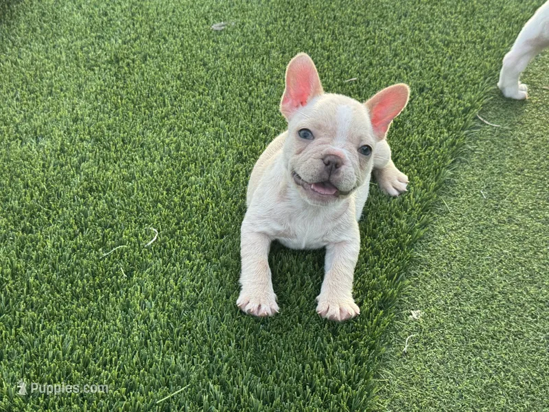 Georgia – French Bulldog puppy for sale in West Palm Beach, FL