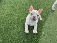 Georgia, a female French Bulldog for sale in West Palm Beach, FL – 1 of 4