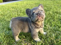 Diego , a male French Bulldog for sale in West Palm Beach, FL – 2 of 4