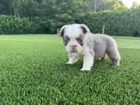 Sally, a female French Bulldog for sale in West Palm Beach, FL – 2 of 3