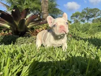 Sawyer, a male French Bulldog for sale in West Palm Beach, FL – 3 of 3