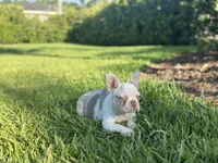 Izzy, a female French Bulldog for sale in West Palm Beach, FL – 2 of 3