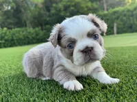 Suzy, a female French Bulldog for sale in West Palm Beach, FL – 4 of 4