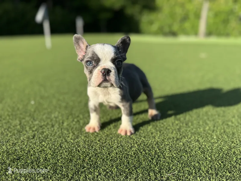 Sadie – French Bulldog puppy for sale in West Palm Beach, FL