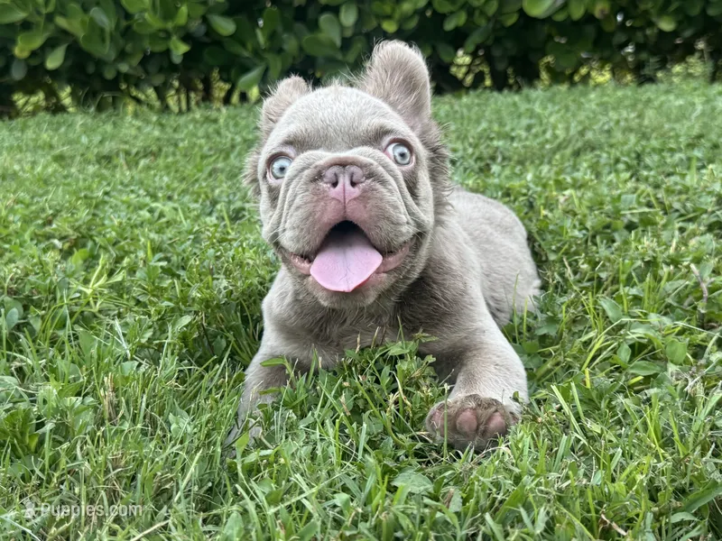 Pablo  – French Bulldog puppy for sale in West Palm Beach, FL