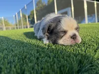 Sammy, a male French Bulldog for sale in West Palm Beach, FL – 3 of 3