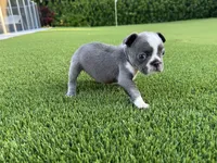 Sindy, a female French Bulldog for sale in West Palm Beach, FL – 3 of 3