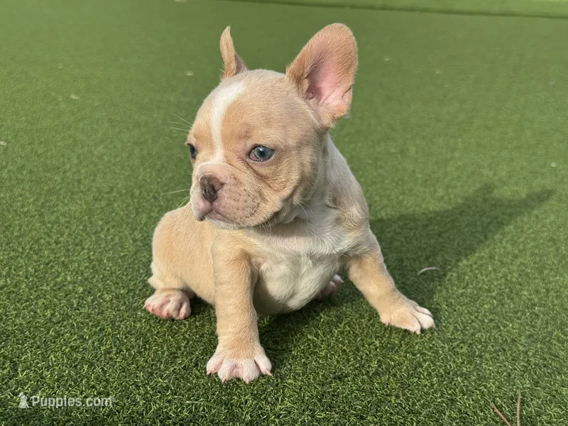 Ginny – French Bulldog puppy for sale in West Palm Beach, FL