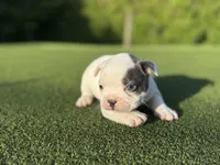 Goose, a male French Bulldog for sale in West Palm Beach, FL – 3 of 5
