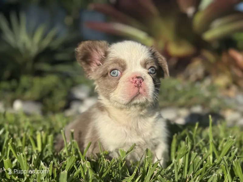 Chanel – French Bulldog puppy for sale in West Palm Beach, FL