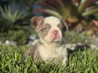Chanel, a female French Bulldog for sale in West Palm Beach, FL – 1 of 3
