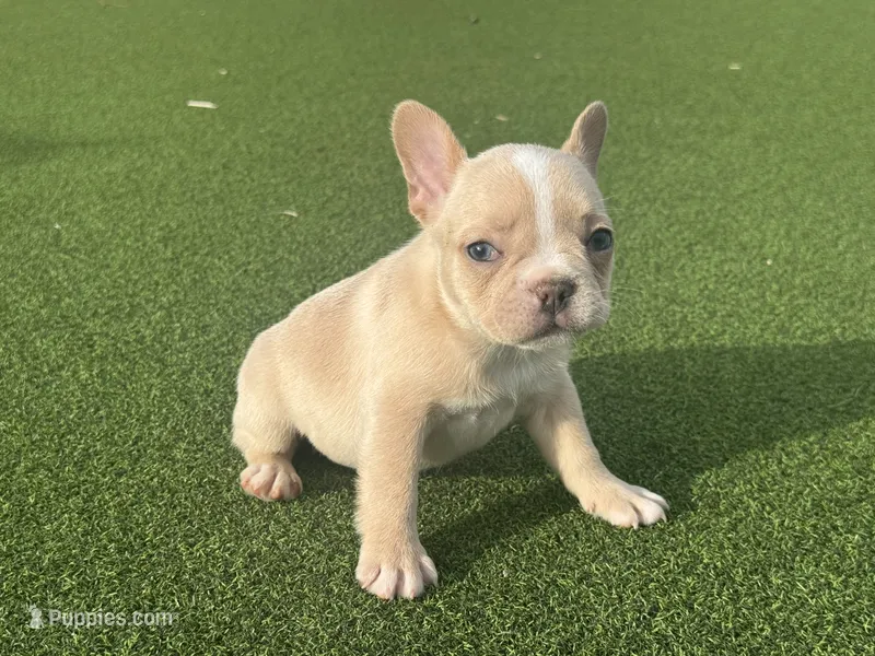 Gracie – French Bulldog puppy for sale in West Palm Beach, FL