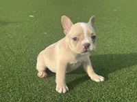 Gracie, a female French Bulldog for sale in West Palm Beach, FL – 1 of 6