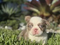 Chanel, a female French Bulldog for sale in West Palm Beach, FL – 3 of 3