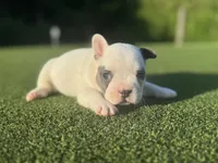 Goldie, a female French Bulldog for sale in West Palm Beach, FL – 2 of 2