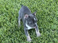 jewel, a female French Bulldog for sale in West Palm Beach, FL – 2 of 4