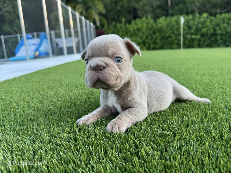 Sully  – French Bulldog puppy for sale in West Palm Beach, FL