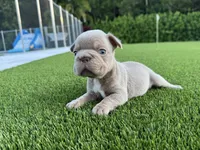 Sully , a male French Bulldog for sale in West Palm Beach, FL – 1 of 2