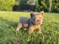 Pablo , a male French Bulldog for sale in West Palm Beach, FL – 3 of 3