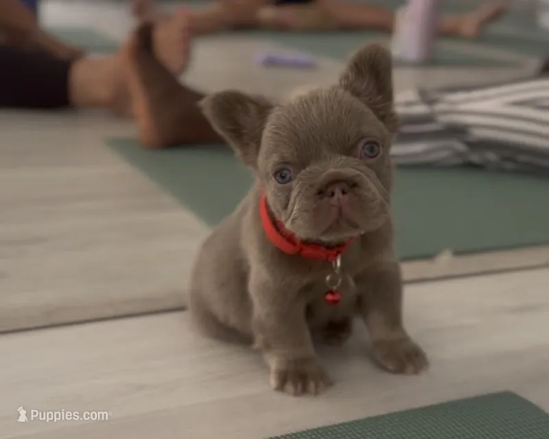 Pablo  – French Bulldog puppy for sale in West Palm Beach, FL