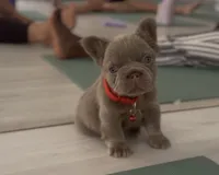 Pablo , a male French Bulldog for sale in West Palm Beach, FL – 1 of 3