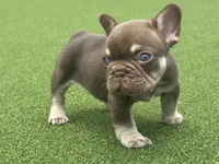 Chico, a male French Bulldog for sale in West Palm Beach, FL – 3 of 5