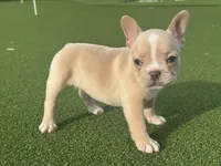 Gracie, a female French Bulldog for sale in West Palm Beach, FL – 2 of 6
