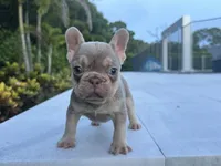 Duke, a male French Bulldog for sale in West Palm Beach, FL – 3 of 4