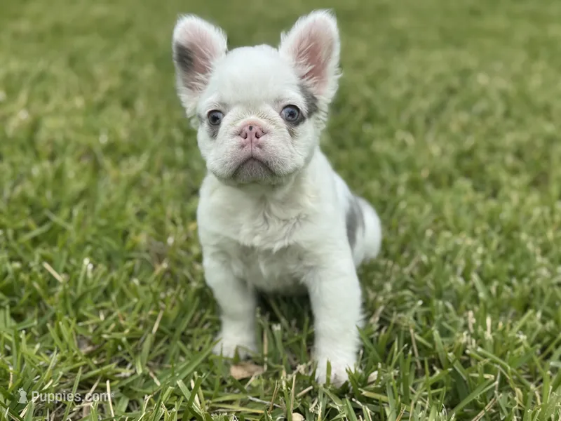 Kona – French Bulldog puppy for sale in West Palm Beach, FL
