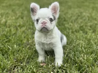 Kona, a female French Bulldog for sale in West Palm Beach, FL – 1 of 3