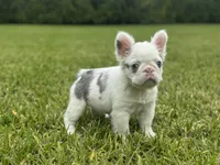 Kona, a female French Bulldog for sale in West Palm Beach, FL – 2 of 3