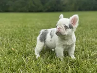 Kona, a female French Bulldog for sale in West Palm Beach, FL – 3 of 3
