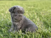 Fred, a male French Bulldog for sale in West Palm Beach, FL – 8 of 8