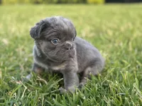 Fred, a male French Bulldog for sale in West Palm Beach, FL – 5 of 8