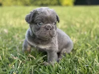 Fred, a male French Bulldog for sale in West Palm Beach, FL – 6 of 8