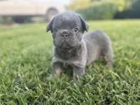 Fred, a male French Bulldog for sale in West Palm Beach, FL – 4 of 8