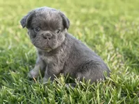 Fred, a male French Bulldog for sale in West Palm Beach, FL – 7 of 8