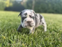 Ophelia , a female French Bulldog for sale in West Palm Beach, FL – 1 of 4