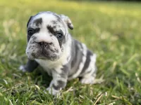 Ophelia , a female French Bulldog for sale in West Palm Beach, FL – 2 of 4