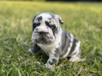 Ophelia , a female French Bulldog for sale in West Palm Beach, FL – 3 of 4