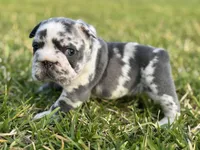Ophelia , a female French Bulldog for sale in West Palm Beach, FL – 4 of 4