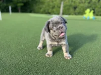 Fred, a male French Bulldog for sale in West Palm Beach, FL – 3 of 8